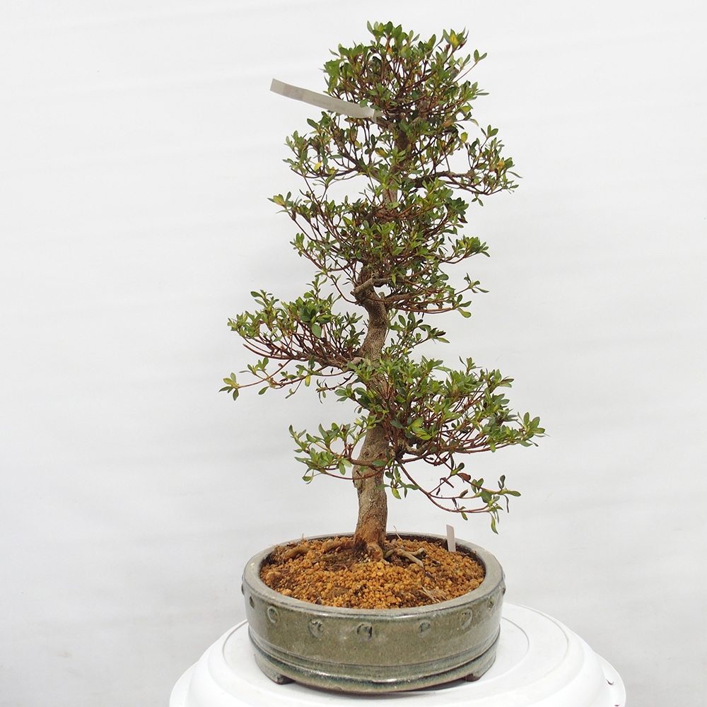 Kültéri bonsai - Japán azálea - Azalea Nishikie