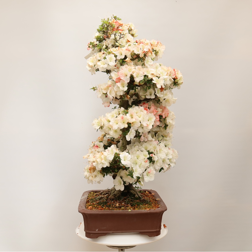 Kültéri bonsai - Japán azálea - Azalea Tochizumi