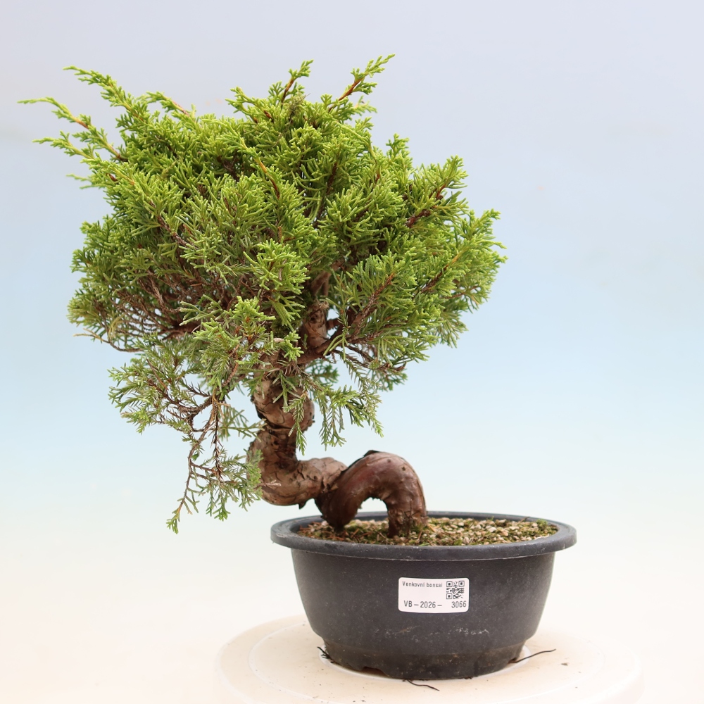 Kültéri bonsai - Juniperus chinensis Itoigawa-Juniperus chinensis
