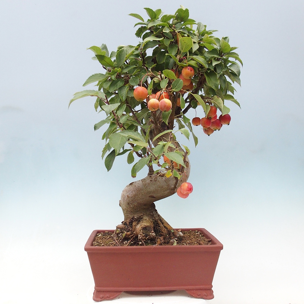 Kültéri bonsai -Malus halliana - Kis gyümölcsű almafa