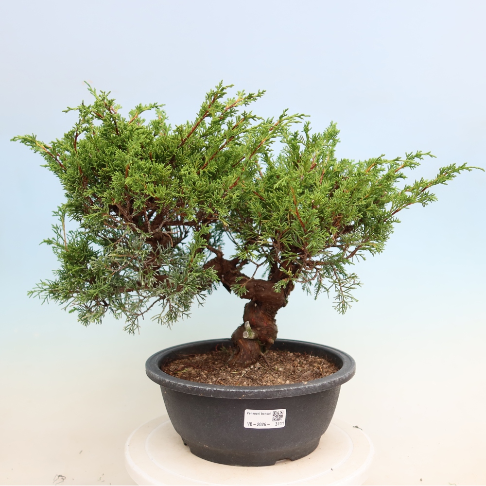 Kültéri bonsai - Juniperus chinensis Itoigawa-Juniperus chinensis