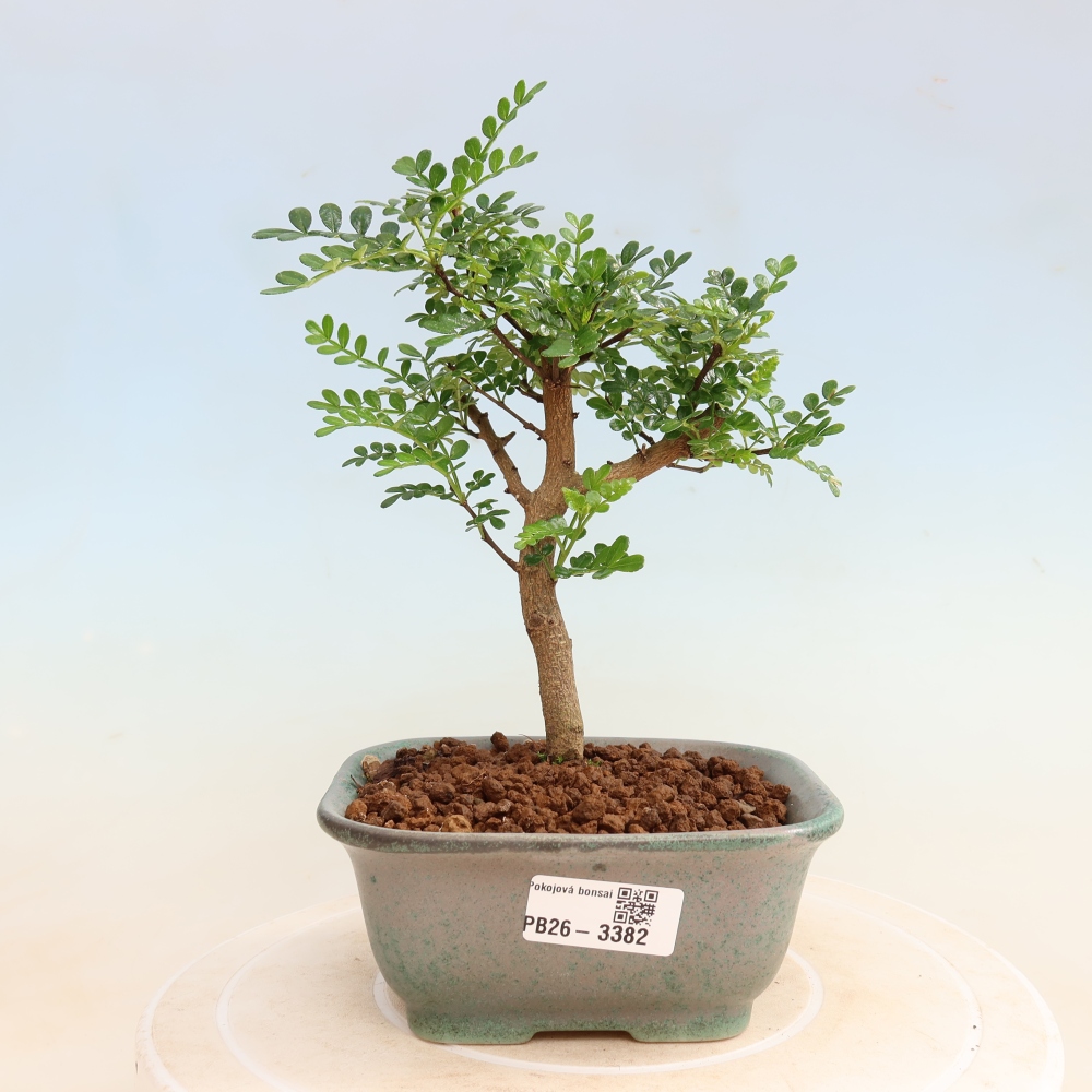 Szobai bonsai - Zantoxylum piperitum - borsfa