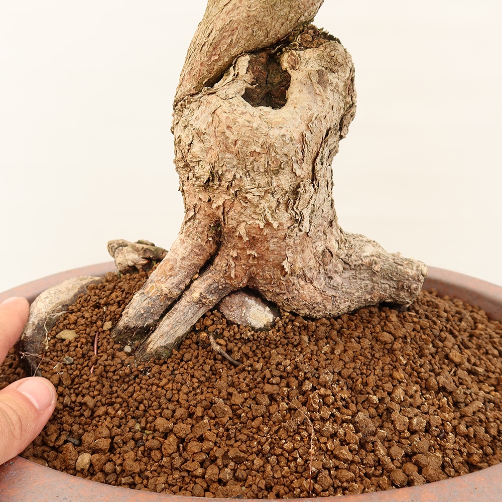 Kültéri bonsai -Carpinus Coreana - Koreai gyertyánfa