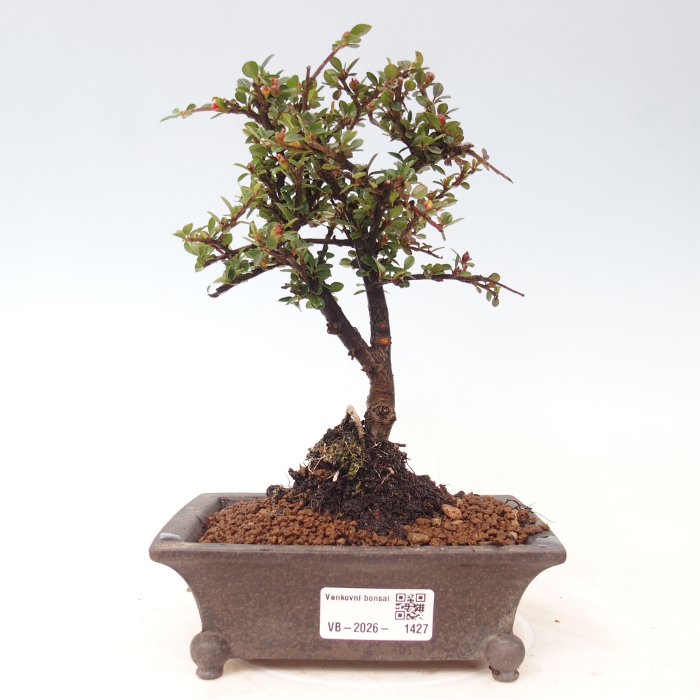 Kültéri bonsai - Cotoneaster horizontalis - Rocky Mountain