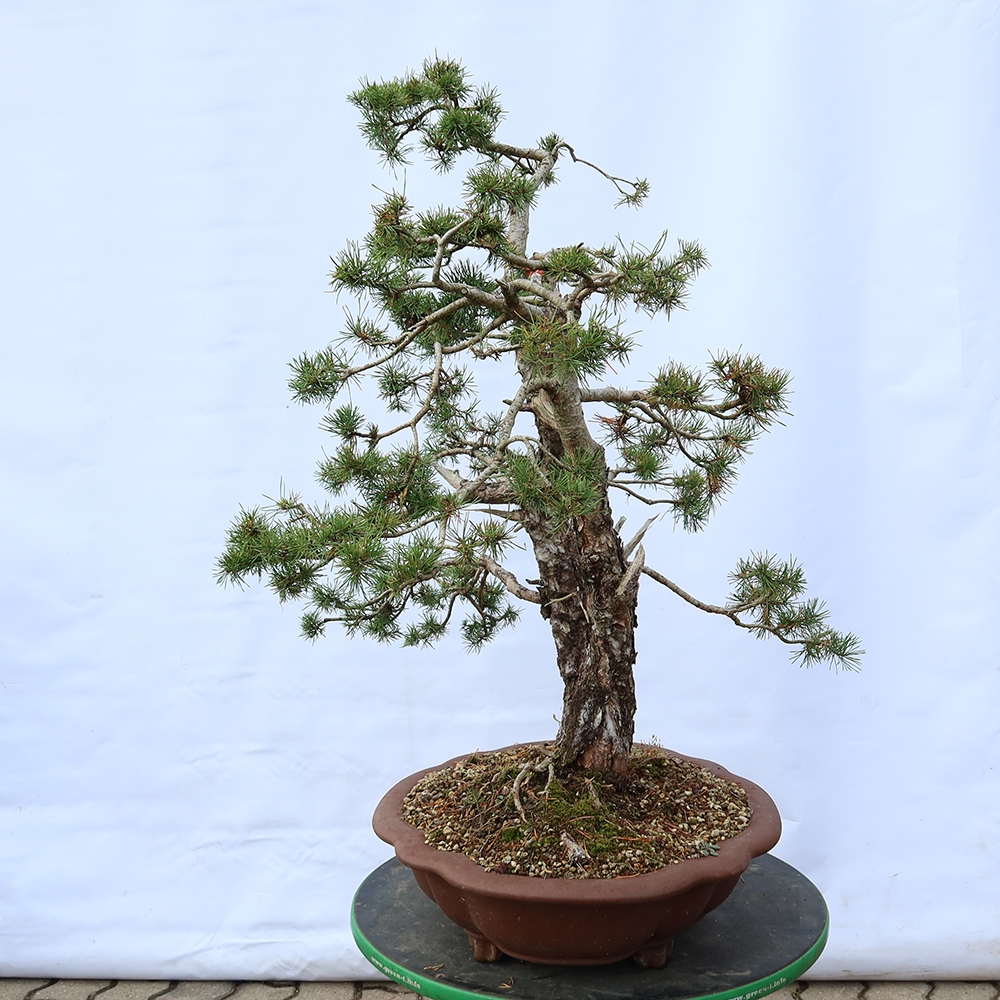 Pinus sylvestris Spanyolország – erdei fenyő