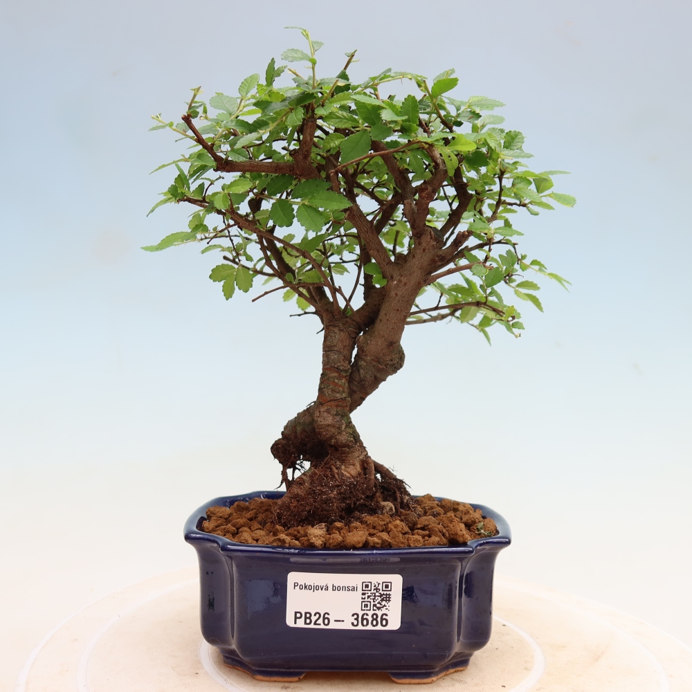 Szobai bonsai - Ulmus parvifolia - Kislevelű szilfa