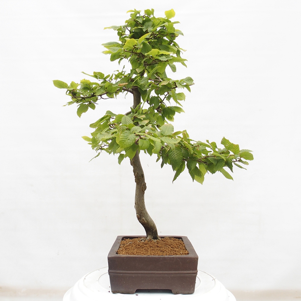 Kültéri bonsai - gyertyán - Carpinus betulus