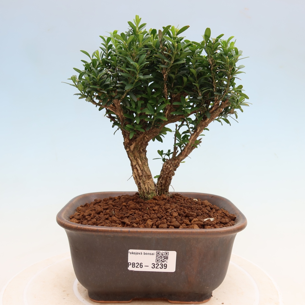 Szobai bonsai - Buxus harlandii - parafa buxus