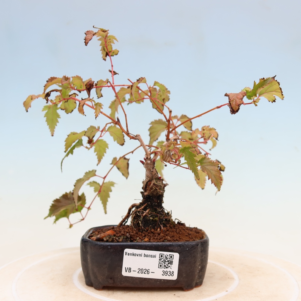 Kültéri bonsai – Stephanandra incisa – Hajlított koronás