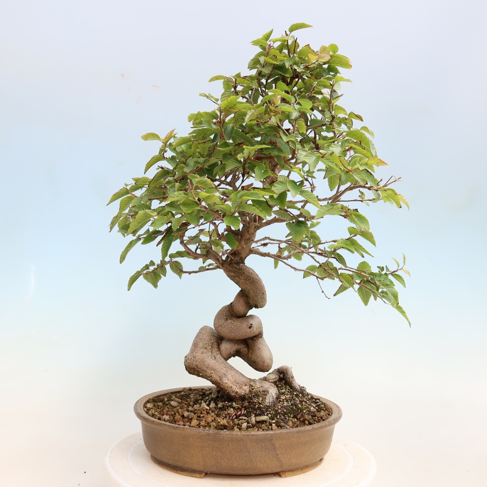 Kültéri bonsai -Carpinus CARPINOIDES - Koreai gyertyánfa