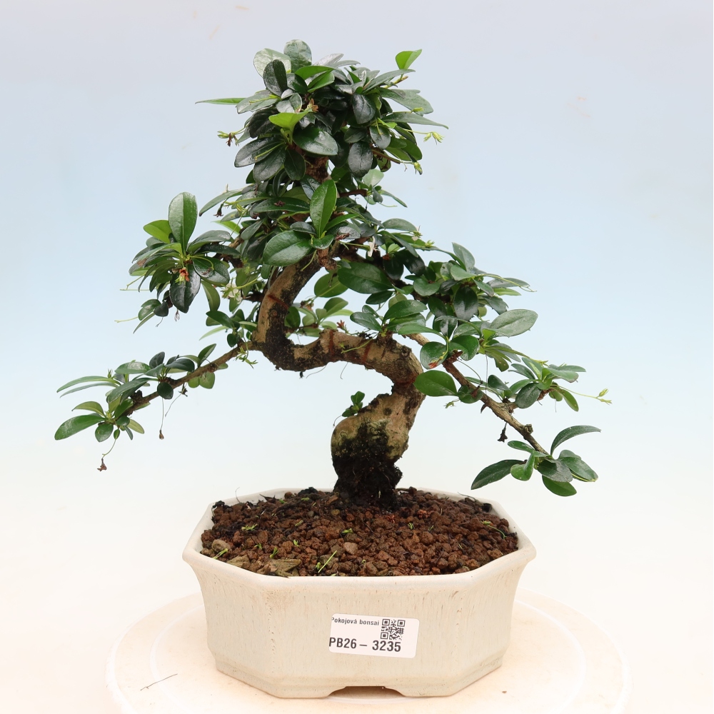 Szobai bonsai - Carmona macrophylla - Tea fuki