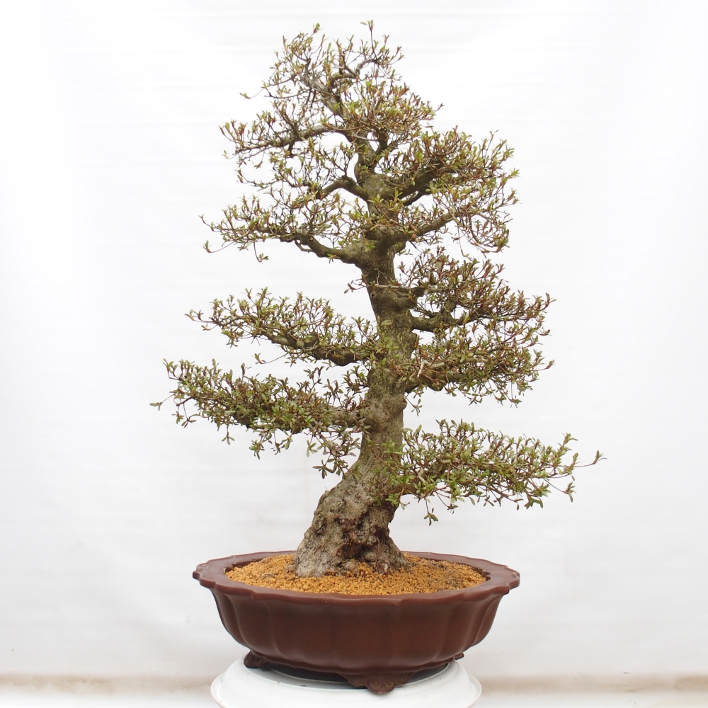 Kültéri bonsai - Japán azálea - Azálea Kinu-no-Hikari