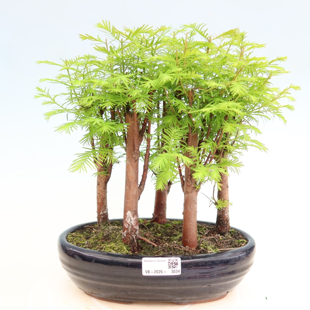 Kültéri bonsai – Metasequoia glyptostroboides – kínai metasequoia – kis erdő