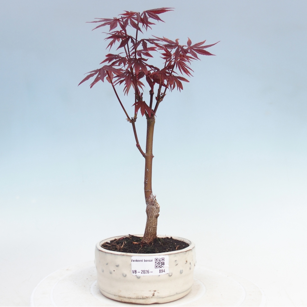 Kültéri bonsai - Acer pálma. Atropurpureum-Javor palmate