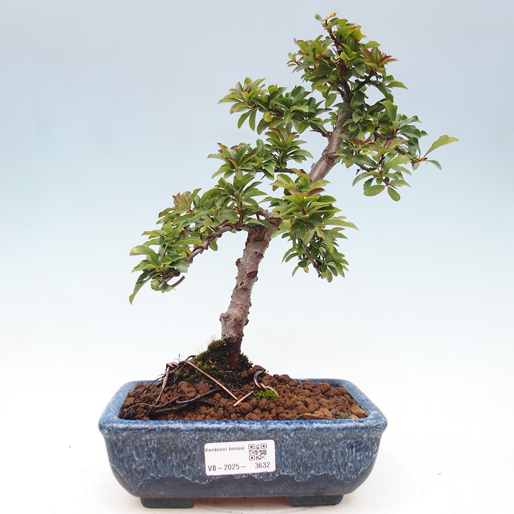 Kültéri bonsai-Pyracantha Teton - Hlox