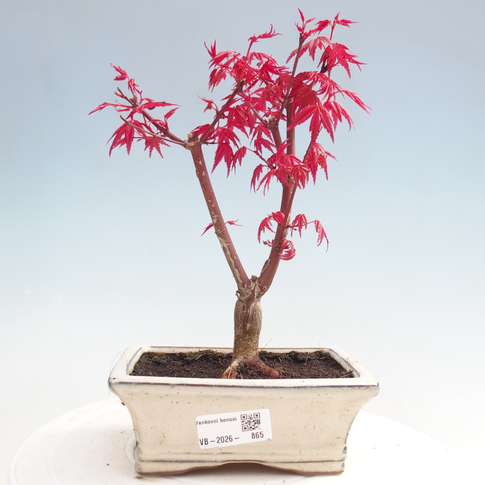 Kültéri bonsai - Acer palmatum DESHOJO