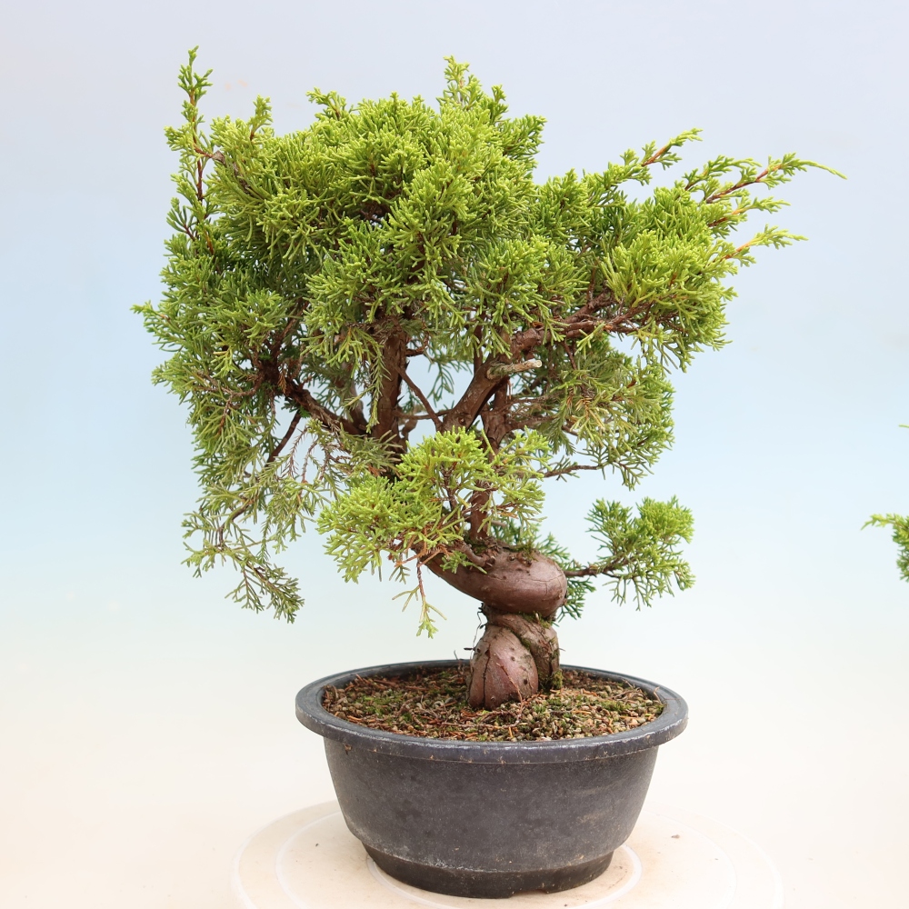 Kültéri bonsai - Juniperus chinensis Itoigawa-Juniperus chinensis