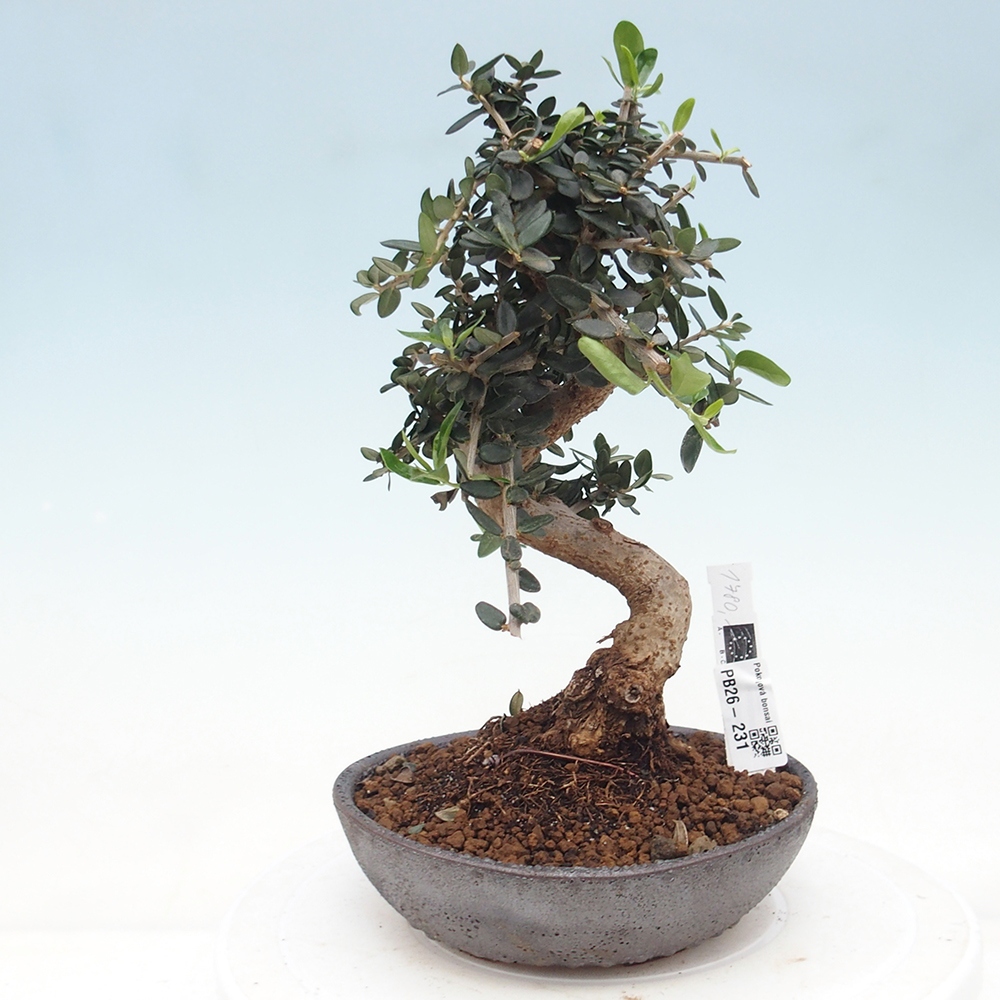 Beltéri bonsai - Olea europaea sylvestris