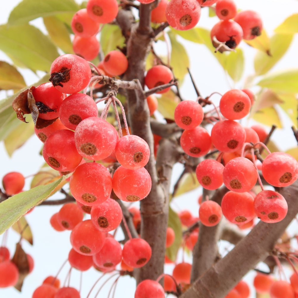 Kültéri bonsai -Malus domestica - Kis gyümölcsű piros levelű almafa