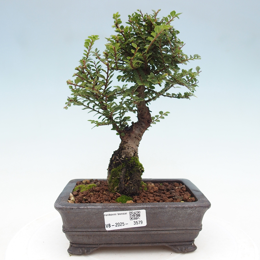 Kültéri bonsai - Ulmus parvifolia Hokkaido - Kínai szil - Ulmus parvifolia Hokkaido