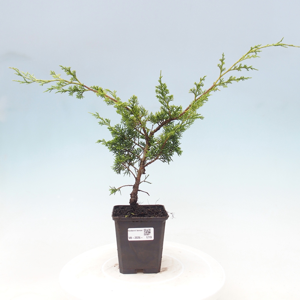 Kültéri bonsai - Juniperus chinensis Itoigawa