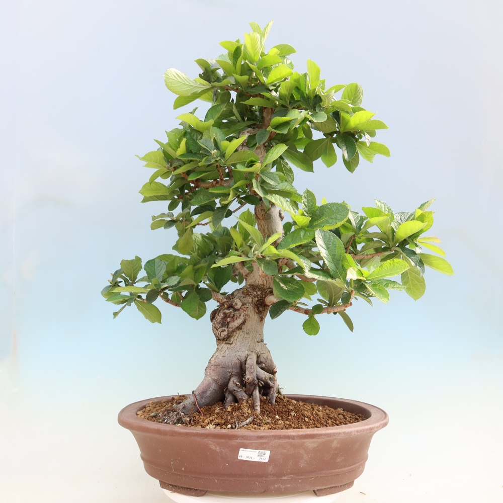 Kültéri bonsai - Photinia villosa