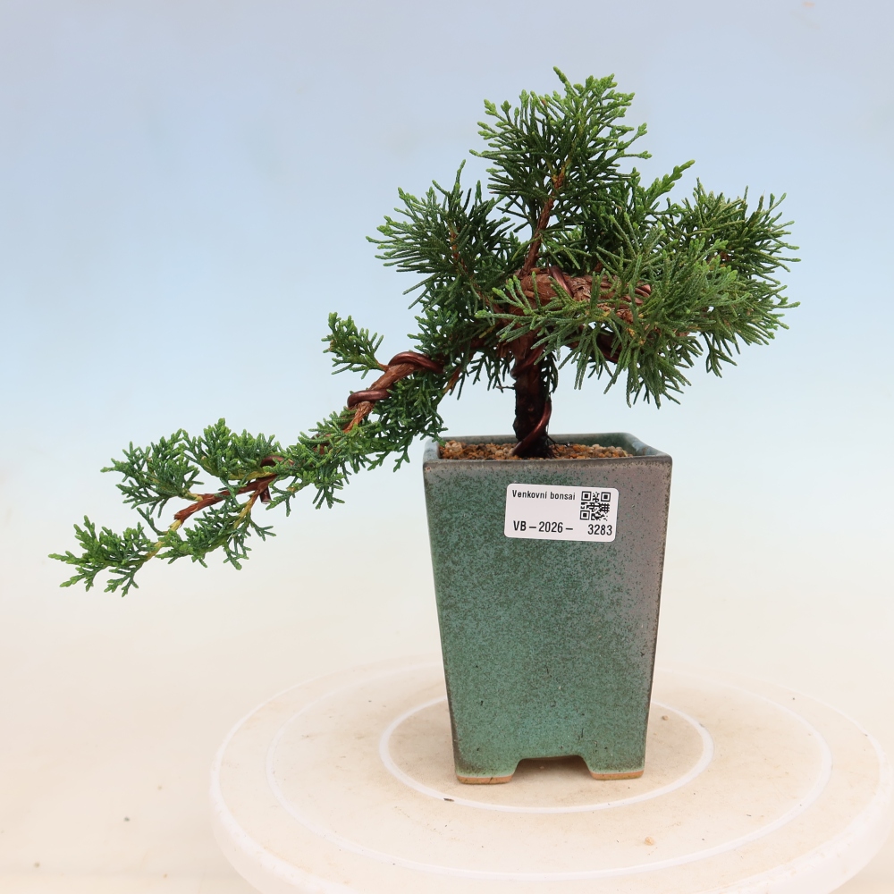 Kültéri bonsai - Juniperus chinensis Kishu