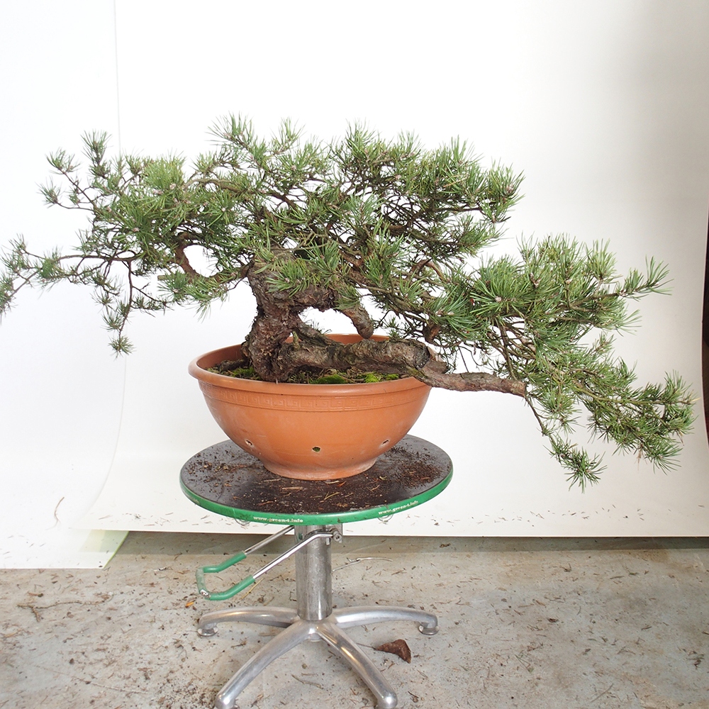 Yamadori - Pinus sylvestris Spanyolország