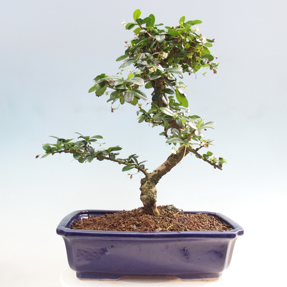 Szobai bonsai - Carmona macrophylla - Tea fuki