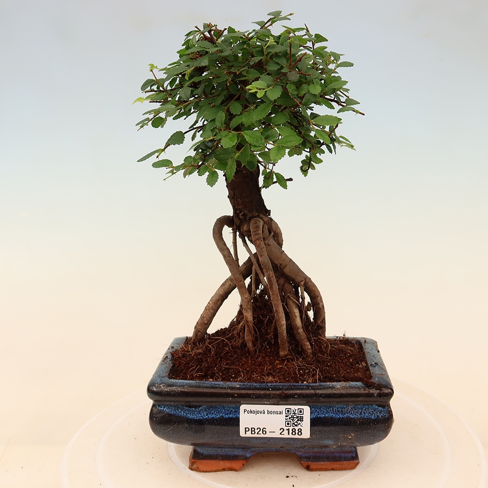 Szobai bonsai - Ulmus parvifolia - Kislevelű szilfa