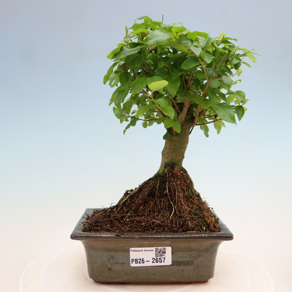 Szobai bonsai -Ligustrum chinensis - Madárcsőr