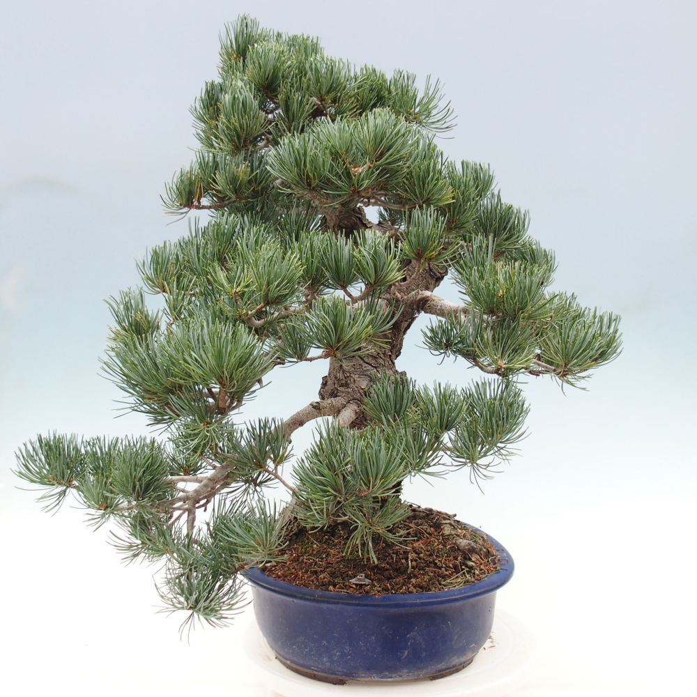 Kültéri bonsai - Pinus parviflora - Pinus parviflora