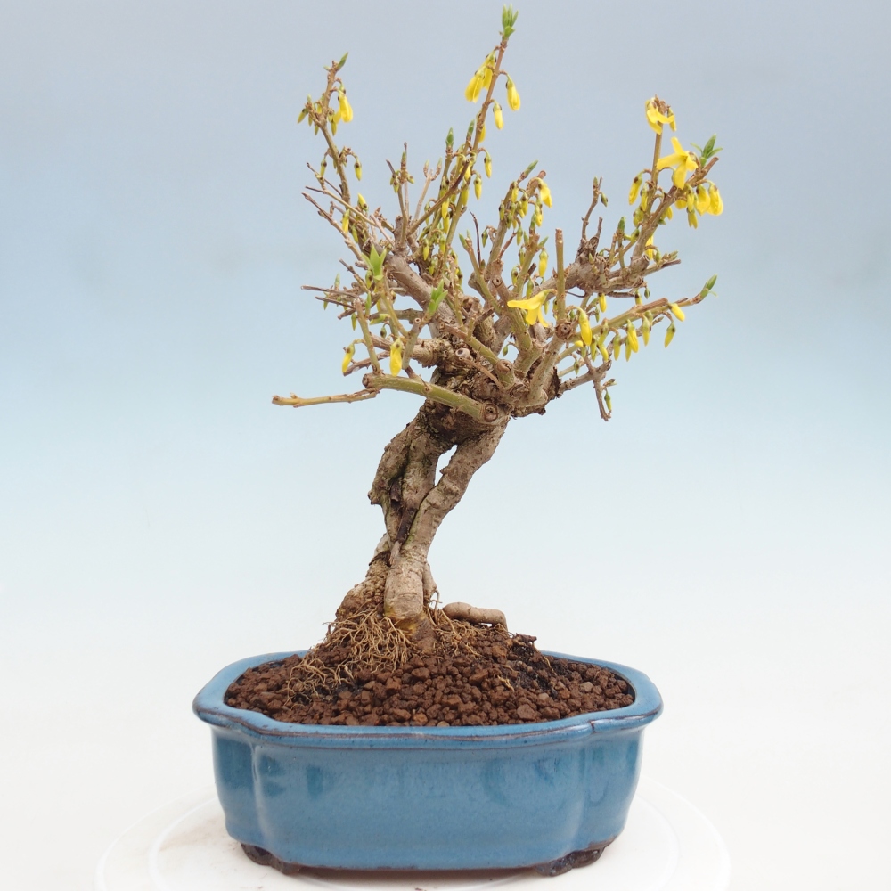 Kültéri bonsai - Zlatice - Forsythia koreana
