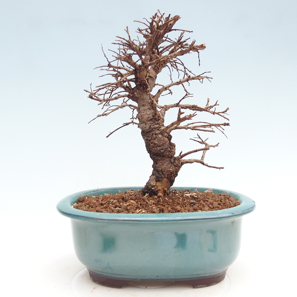 Kültéri bonsai - Zelkova - Zelkova NIRE