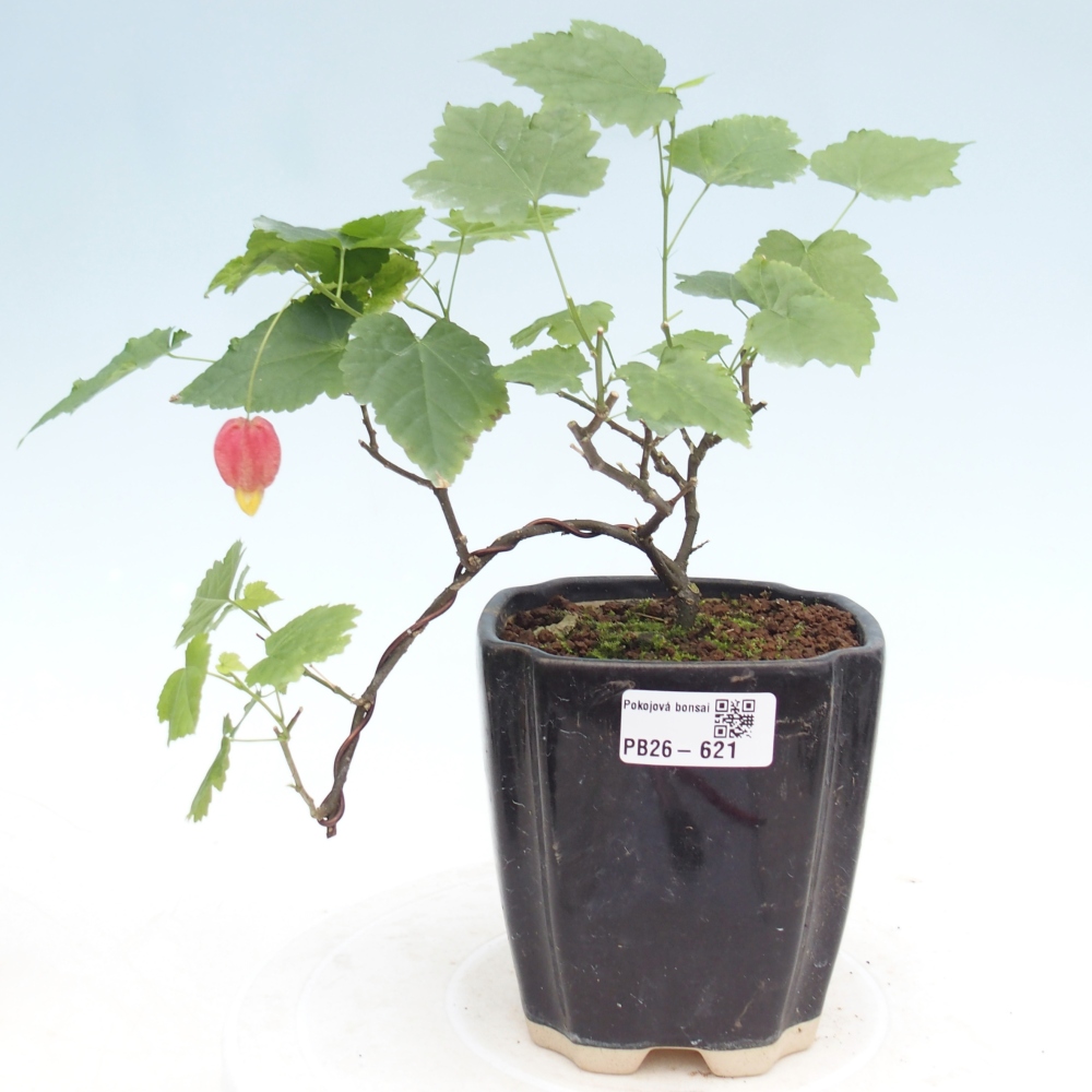 Beltéri bonsai - Abutilon Big Bell - Felhőbogyó