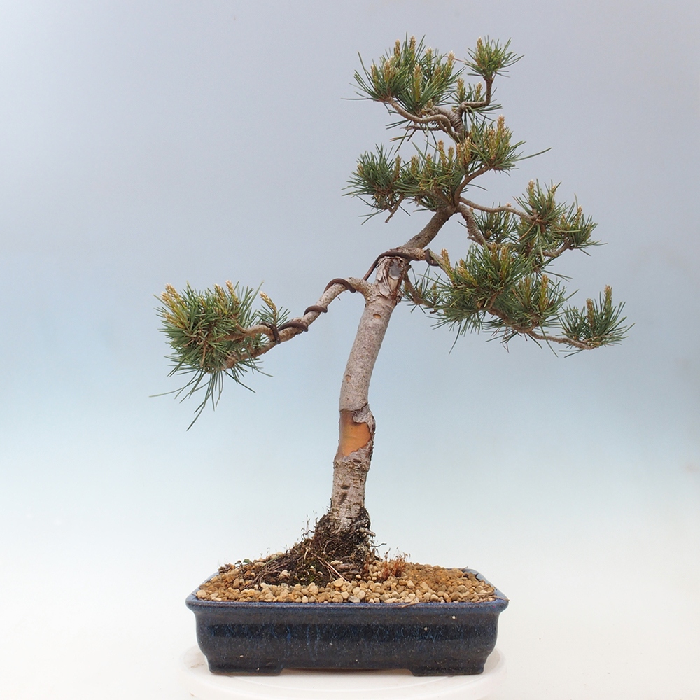 Kültéri bonsai - Pinus Sylvestris Watererri - erdeifenyő