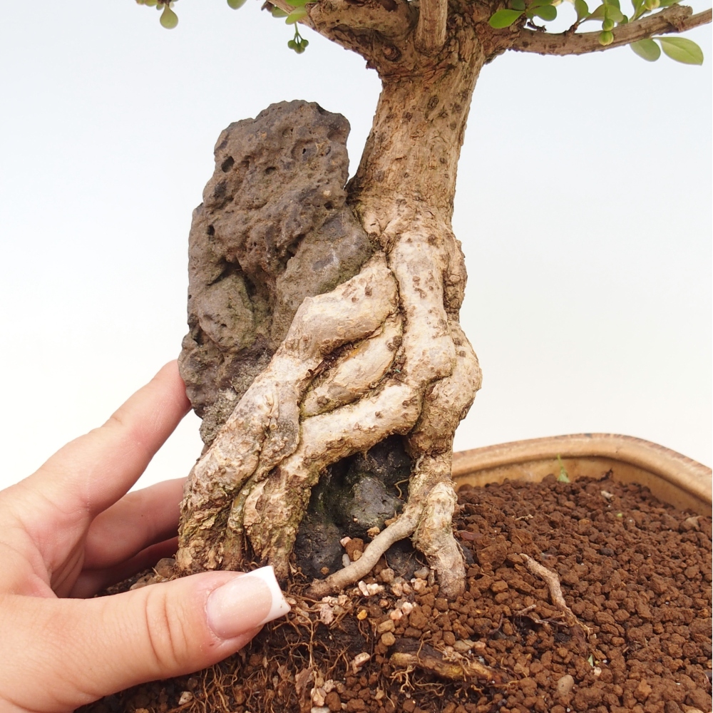 Kültéri bonsai - Berberis coreana