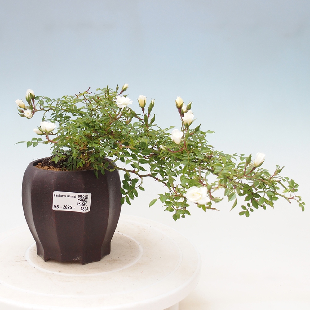 Kültéri bonsai - Rosa Sea Foam - rózsa