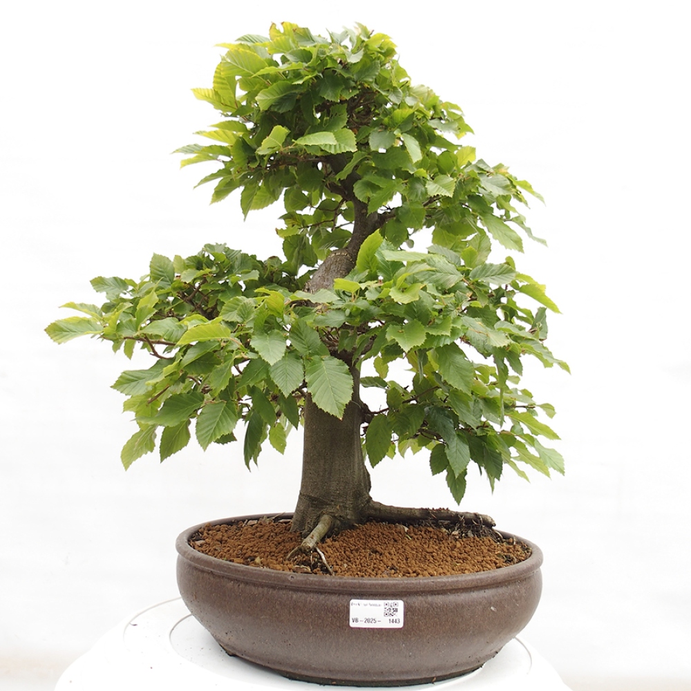 Kültéri bonsai - gyertyán - Carpinus betulus