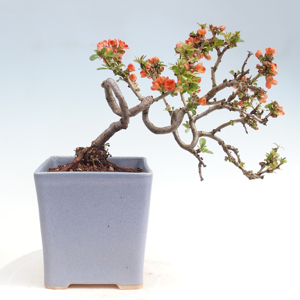 Kültéri bonsai - Chaneomeles sup. Narancsos ösvény - birs
