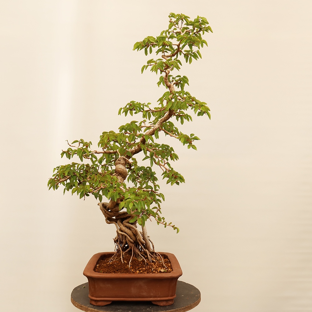 Kültéri bonsai -Carpinus Coreana - Koreai gyertyánfa