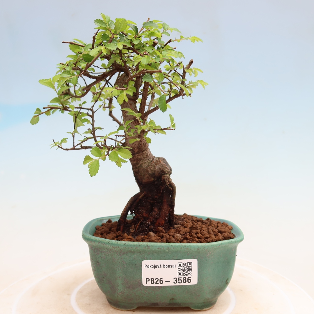 Szobai bonsai - Ulmus parvifolia - Kislevelű szilfa