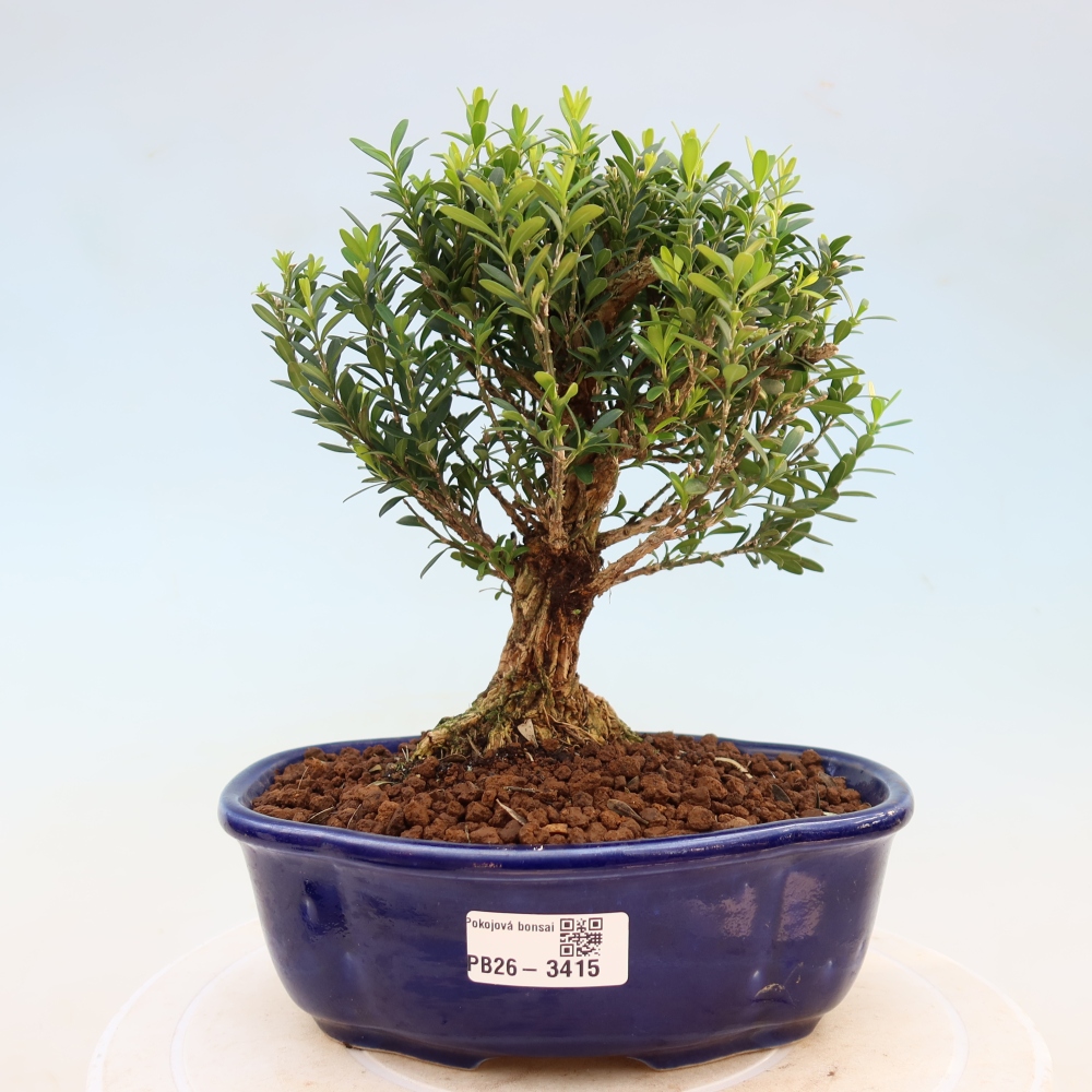 Szobai bonsai - Buxus harlandii - parafa buxus
