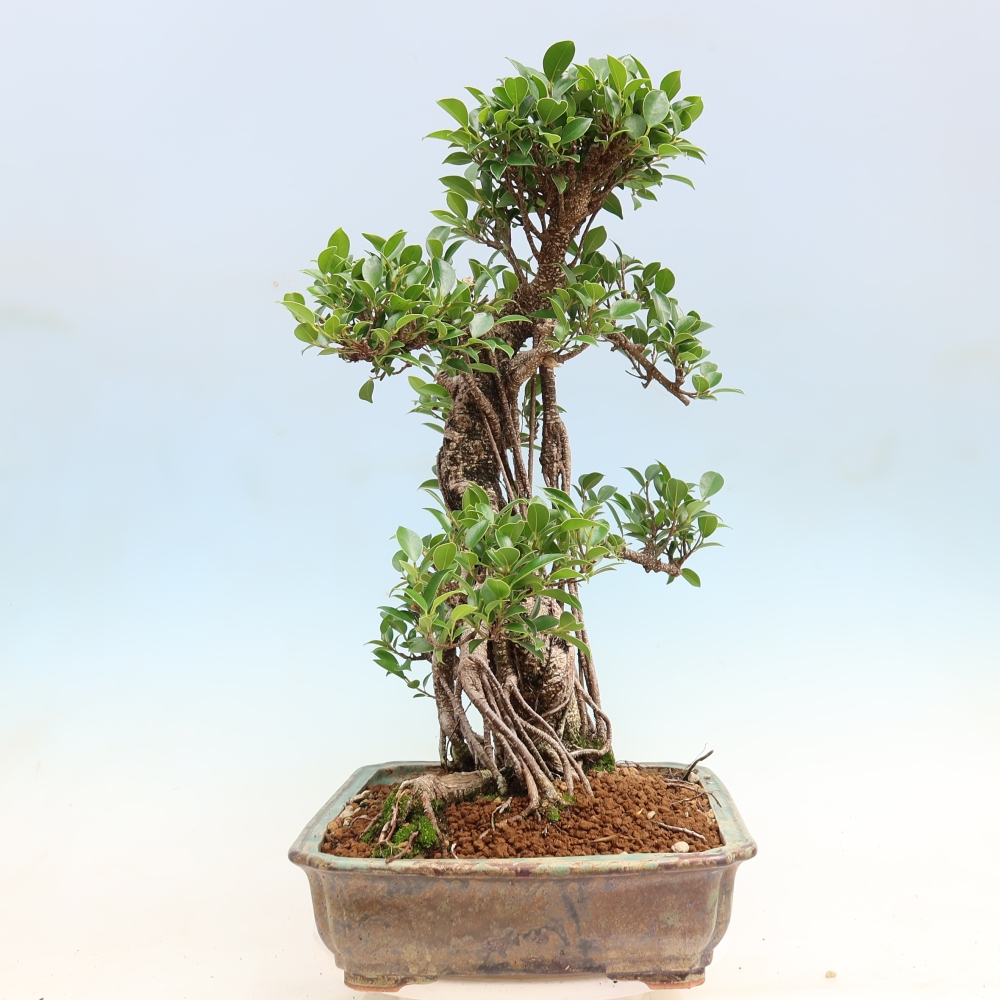 Szobai bonsai - Ficus kimmen - kislevelű fikusz