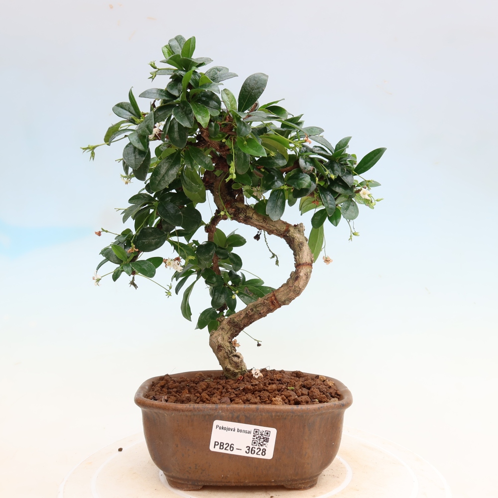 Szobai bonsai - Carmona macrophylla - Tea fuki