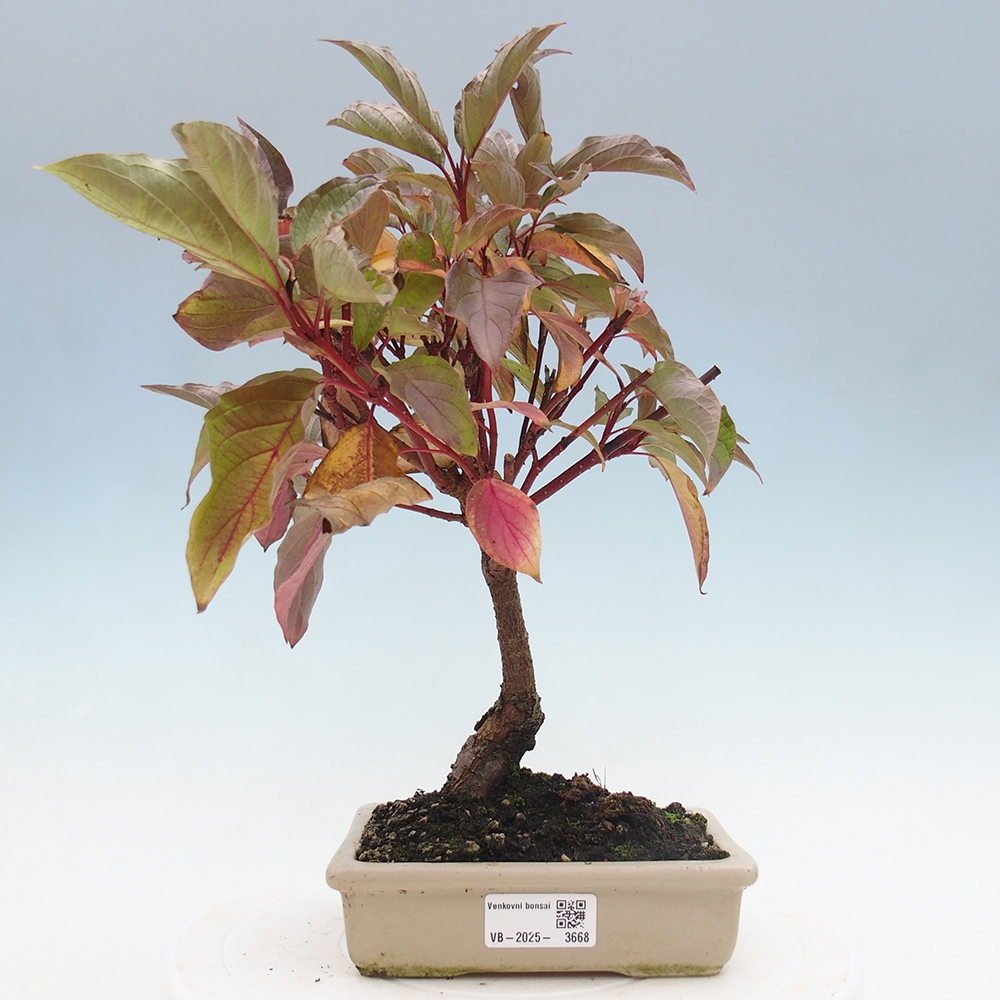 Kültéri bonsai - Kutyafa - Cornus mas