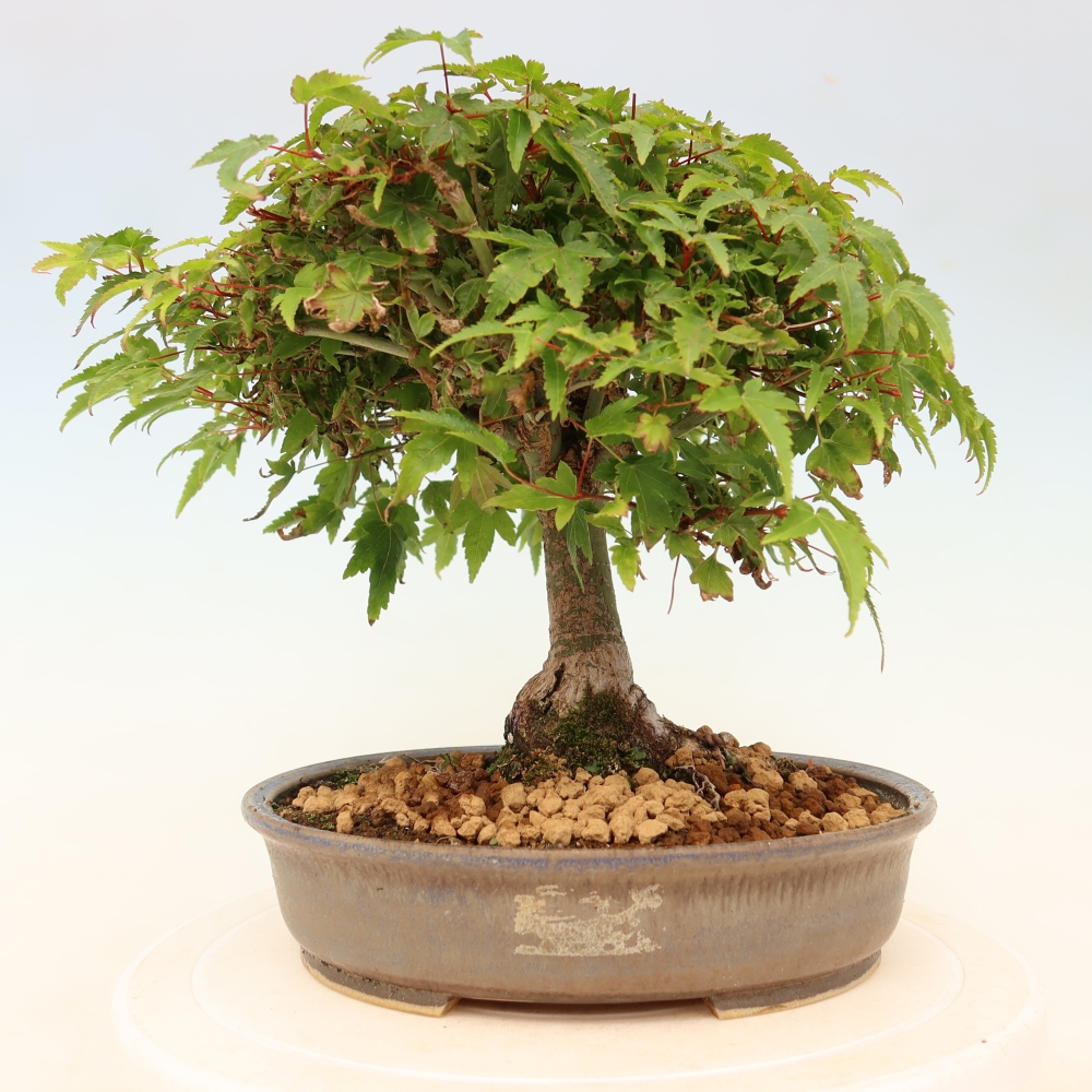 Acer palmatum KIOHIME - Pálma juhar