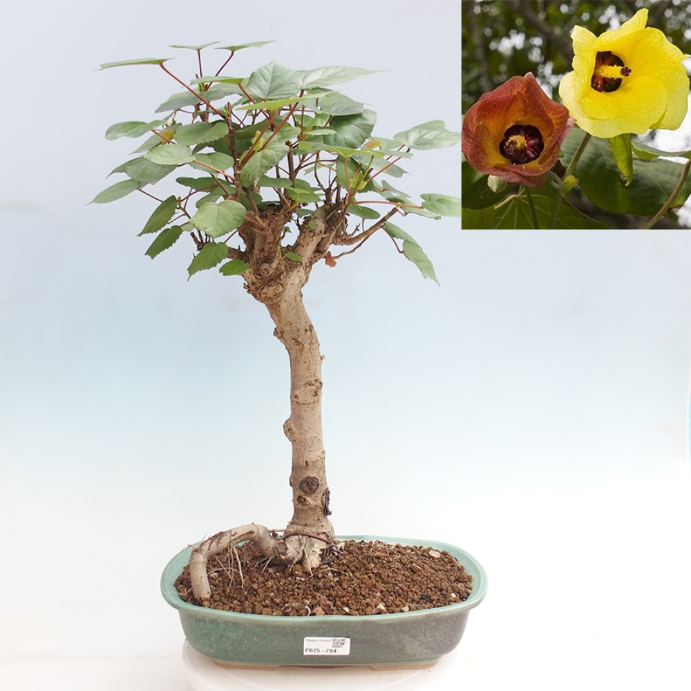 Beltéri bonsai - Hibiscus tiliaceus - tengeri hibiszkusz