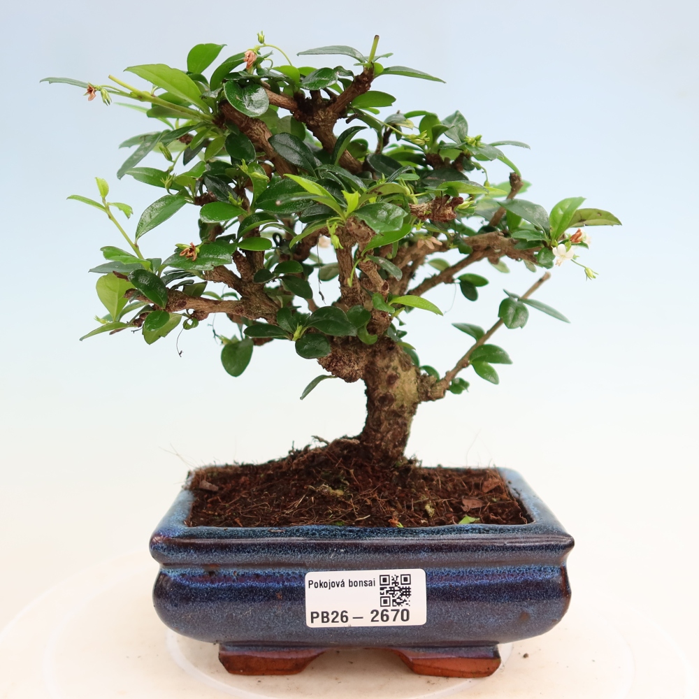 Szobai bonsai - Carmona macrophylla - Tea fuki