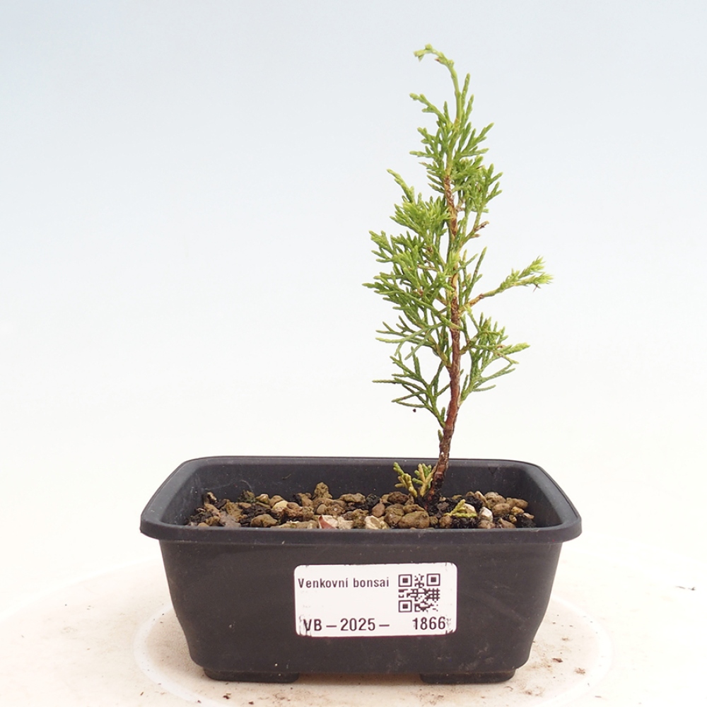 Kültéri bonsai - Juniperus chinensis Itoigawa